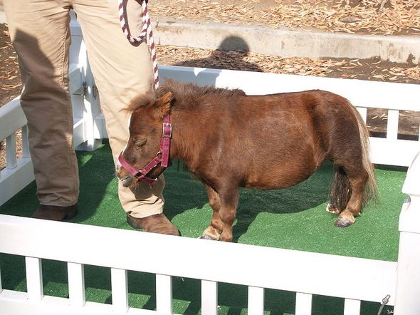 miniature horses02