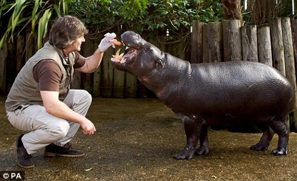 pygmy hippo