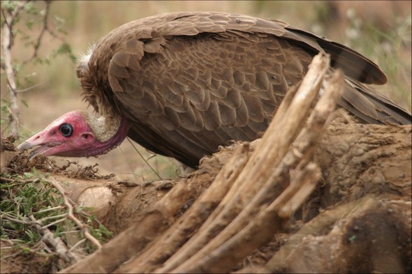 sky burial