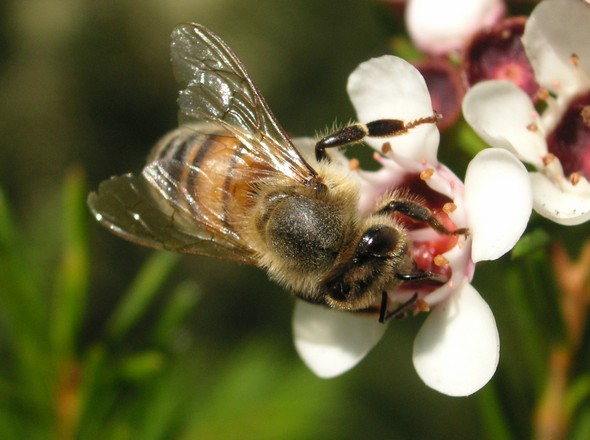 bee devils