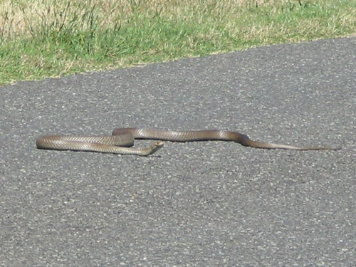 brown snake