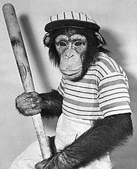 monkey holding baseball bat