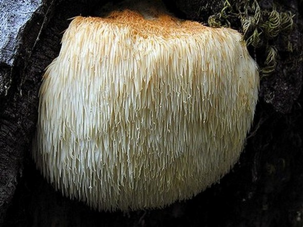 bears head tooth mushroom