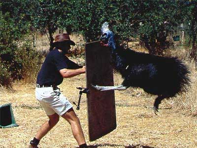 cassowary01