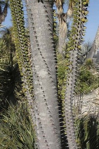 madagascar ocotillo