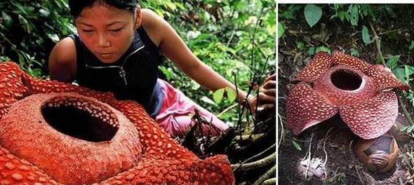 rafflesias flower01