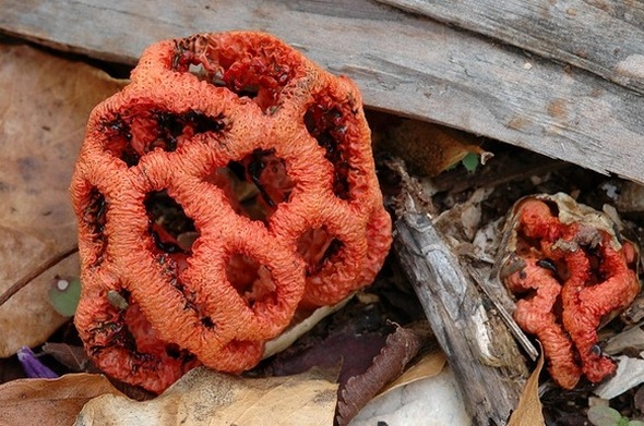 red cage fungus