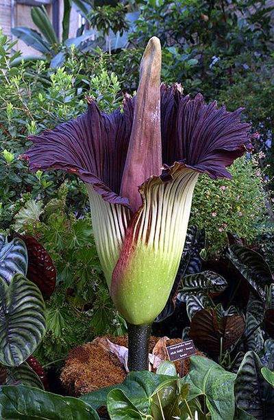 titan arum