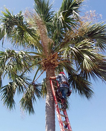 coconut safety engineer01