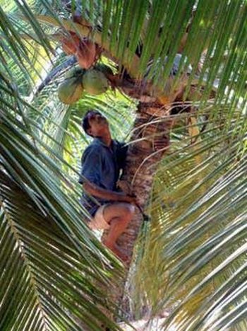 coconut safety engineer02