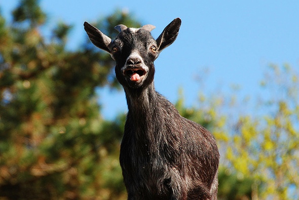 goat skin waterbeds