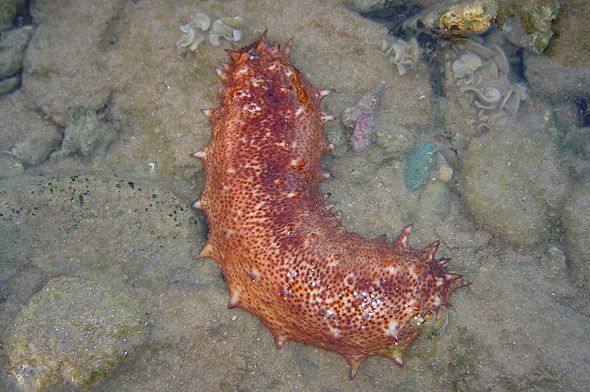 sea cucumber