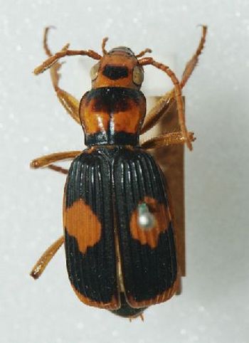 beetles02