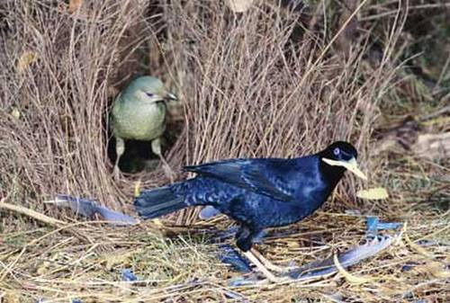 bower birds01