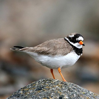 plover