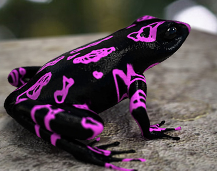 atelopus