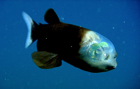 barreleye