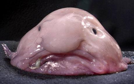 blobfish