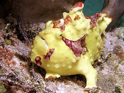 frogfish