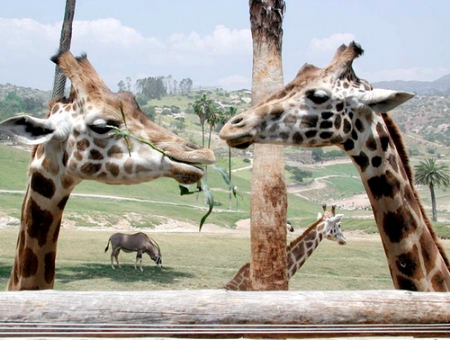 giraffes