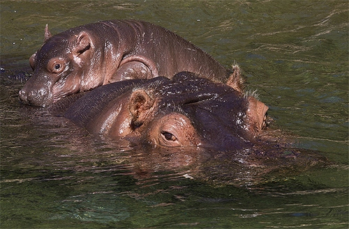 hippos