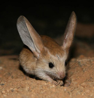 jerboa