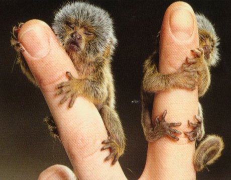 marmoset