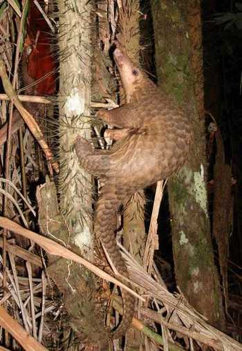 pangolin