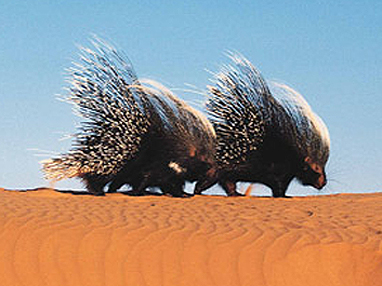 porcupines