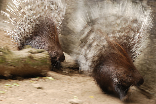 porcupines1