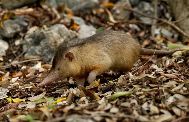 solenodon