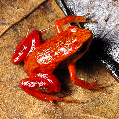 mantella