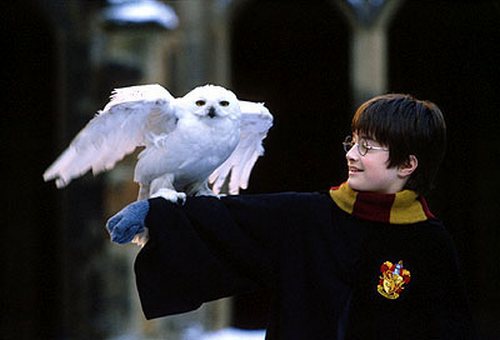 hedwig