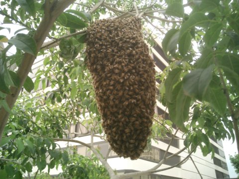 bees