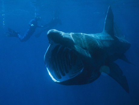 megamouth shark