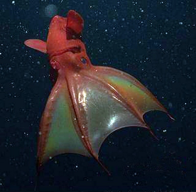 vampire squid