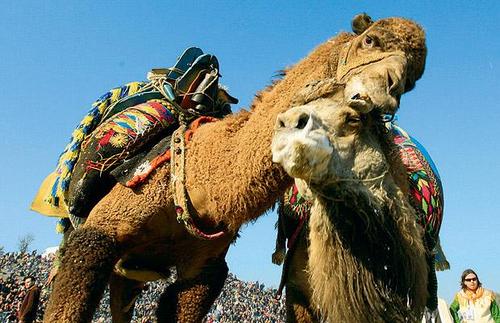 camel wrestlers1