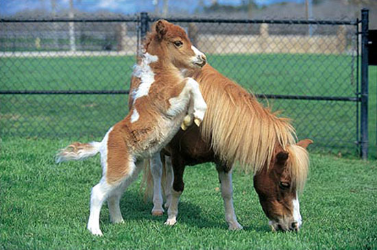 mini horses