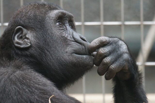 5 Animals With Better Memories Than You - Weird Worm