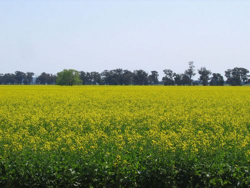 canola