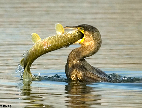 cormorant fishermen