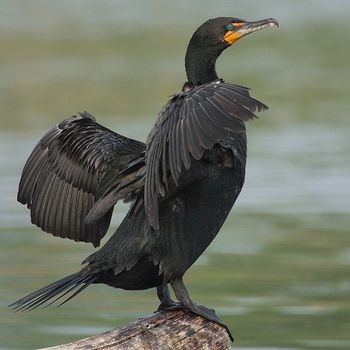 cormorant fishermen1