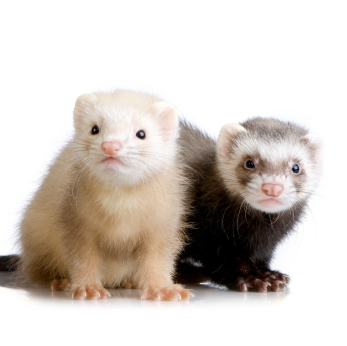 ferrets