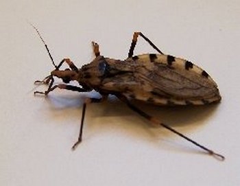 kissing bugs