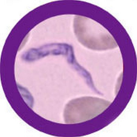 trypanosoma brucei