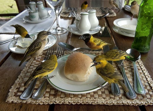 birds sharing bread