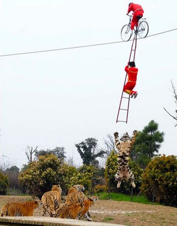 jumping tigers