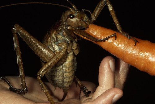 playboy locust