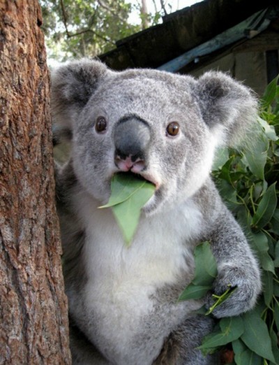 surprised koala