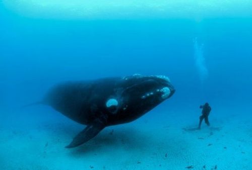 chummy whale